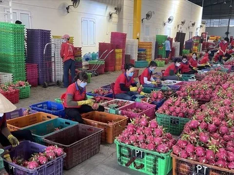 Thông tin bất ngờ vụ siêu thị Anh dừng bán thanh long Việt Nam