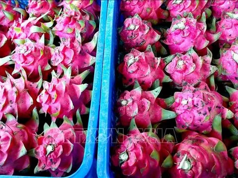Chưa có cảnh báo nào về thanh long vi phạm an toàn thực phẩm ở Anh
