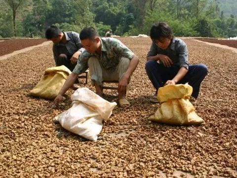 Việt Nam nắm giữ một loại nông sản quý hiếm chỉ rất ít quốc gia có: Xuất khẩu tăng mạnh trong 7 tháng đầu năm, từ Mỹ, Trung Quốc, Ấn Độ đều cực ưa chuộng dù giá đắt đỏ