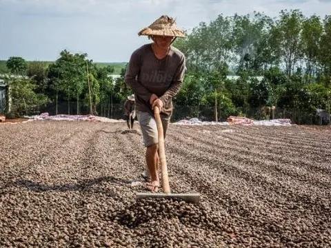 Một loại hạt giá rẻ từ Bờ Biển Ngà đang đổ bộ Việt Nam dù nước ta xuất khẩu đứng đầu thế giới, sản lượng trong 7 tháng bằng cả năm 2022 cộng lại