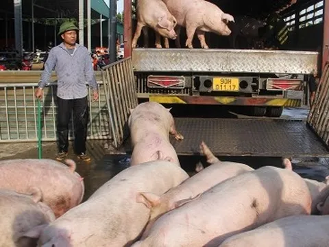 Người chăn nuôi lười tái đàn, có lo thiếu thịt heo cuối năm?