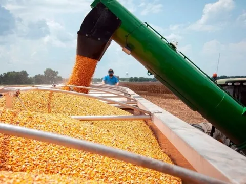 Mỹ đang đánh mất 'ngôi vương' xuất khẩu ngô vào tay một quốc gia Nam Mỹ: là nhà cung cấp số 1 mà Việt Nam đã tăng mua gần 300% trong 7 tháng đầu năm 2023