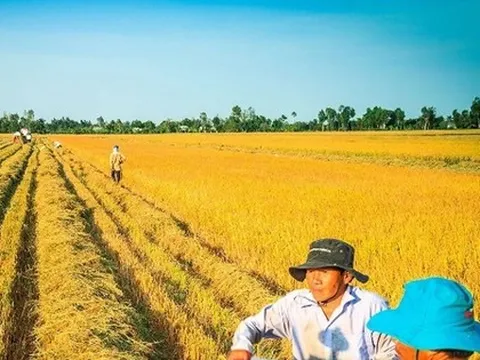 Sẽ lập 'trật tự' xuất khẩu gạo bằng việc áp giá sàn?
