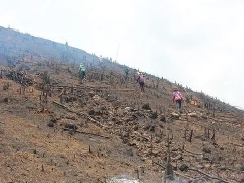 Đắk Lắk bổ sung quy hoạch hơn 1.000 ha đất có rừng để làm các dự án