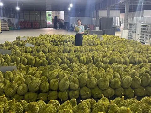 Nóng bỏng mùa sầu riêng Tây Nguyên