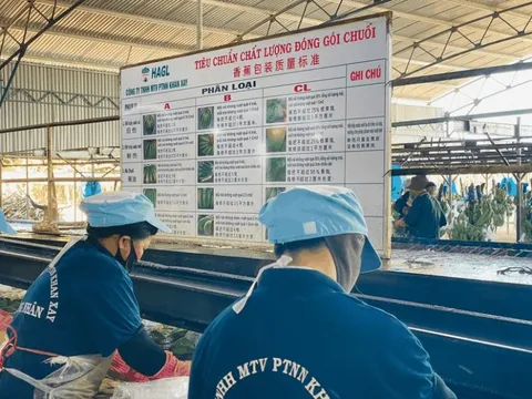 Công ty con của HAGL (HAG) lãi đột biến 540 tỷ đồng trong nửa đầu năm 2023 sau nhiều năm thua lỗ liên tiếp