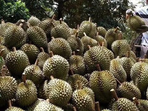 Giá sầu riêng tăng cao, nhà vườn thu nhập khủng