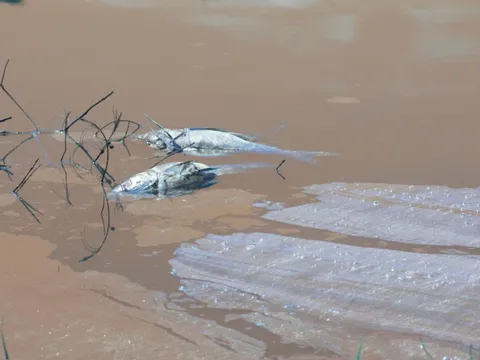 Đã rõ lý do khiến cả chục tấn cá "phơi bụng" ở đầm An Trung