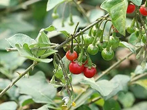 Loại cây dại mọc đầy ở Việt Nam nhưng ít ai để ý tới là 'lá chắn' bảo vệ gan, khớp cực tốt