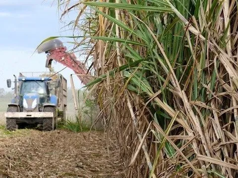 Sau gạo, thêm mặt hàng nông sản khác có nguy cơ lên cơn sốt giá khi nước xuất khẩu số 2 thế giới giảm gần 20% sản lượng do hạn hán