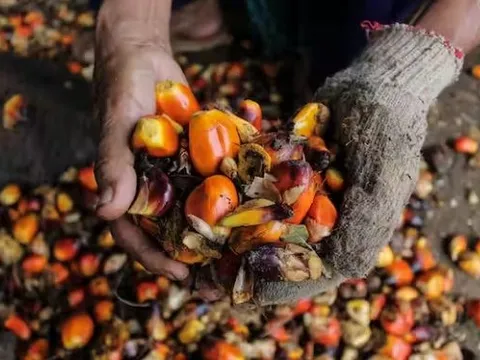 Ấn Độ bất ngờ tăng mạnh nhập khẩu một mặt hàng quan trọng: Là nguyên liệu sản xuất mặt hàng tiêu dùng quen thuộc, Đông Nam Á là nguồn cung chính