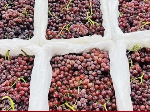 Nho không hạt Trung Quốc đổ bộ chợ Việt, giá siêu rẻ 25.000 đồng/kg