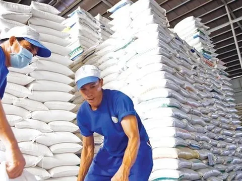 Lý do giá gạo xuất khẩu Việt Nam đột ngột giảm mạnh