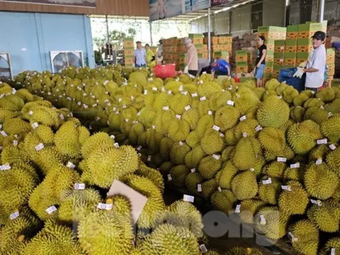Ngỡ ngàng việc làm đẹp cho 'nữ hoàng' trái cây trước khi xuất ngoại