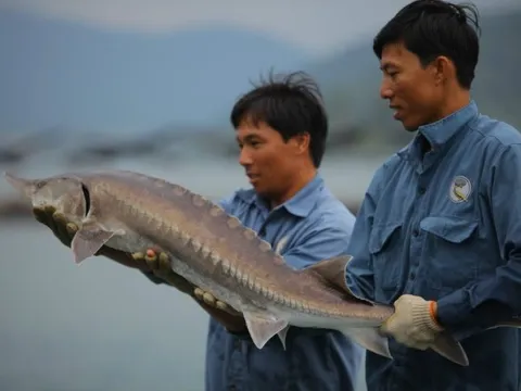 Cá tầm Việt Nam của đại gia Lê Anh Đức âm 51 tỷ đồng vốn chủ sở hữu sau khi mua lại hơn nghìn tỷ trái phiếu trước hạn