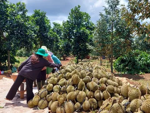 Bộ trưởng Lê Minh Hoan: Đừng để sầu riêng rơi vào bi kịch...