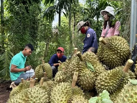 Mua, bán sầu riêng: Các DN "đánh nhau" và tự thua trên sân nhà