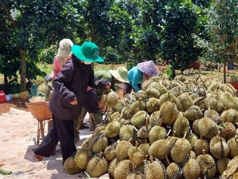 Đề nghị thu hồi, tạm dừng nhiều vùng trồng, cơ sở đóng gói sầu riêng