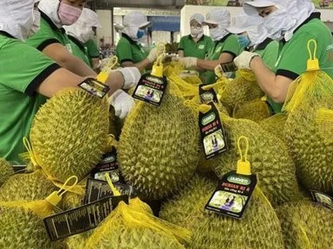 Doanh nghiệp sầu riêng “chưa kịp lớn đã thất bại trong sân nhà”