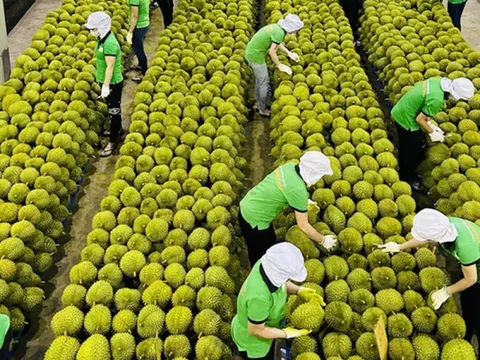 Sầu riêng, chuối được xuất khẩu sau khi bị tạm dừng: Cục Bảo vệ thực vật nói gì?