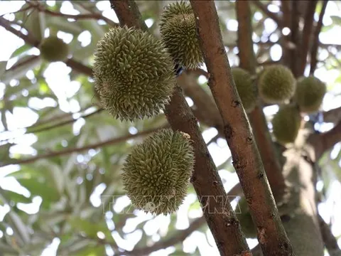 Việt Nam sẽ xuất khẩu sầu riêng sang Ấn Độ