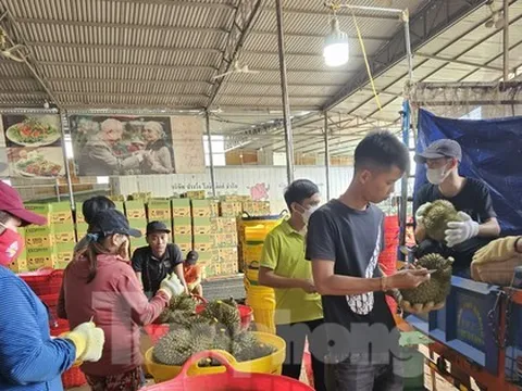 Cơn sốt sầu riêng: Nhiều người lỗ tiền tỷ, nhà cửa 'bay' trong nốt nhạc