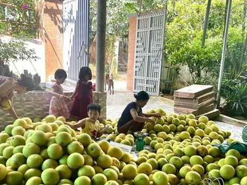 Thủ phủ bưởi rộn ràng vào mùa thu hoạch