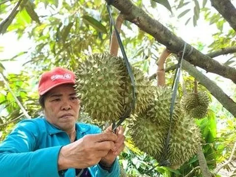 Để sầu riêng phát triển bền vững, doanh nghiệp và nông dân cần hợp tác chặt chẽ
