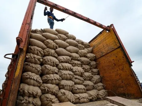 Toàn cầu chứng kiến cơn sốt, "hạt ngọc trời" của Việt Nam đang làm mưa làm gió tại quốc gia này: Mạnh tay tăng nhập khẩu hơn 15.000% trong 8 tháng đầu năm, được người dân cực kỳ ưa chuộng