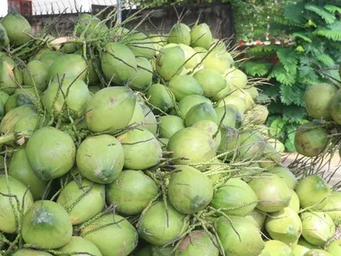 Xuất khẩu dừa hướng tới mốc 1 tỷ USD