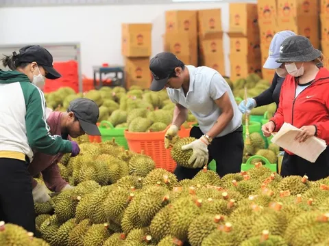 Sầu riêng Đắk Lắk giữa cao điểm vụ thu hoạch