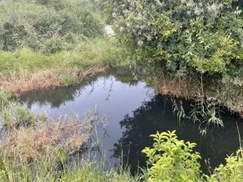 Xả thải vượt chuẩn ra môi trường, chủ trại heo bị phạt hơn 100 triệu đồng