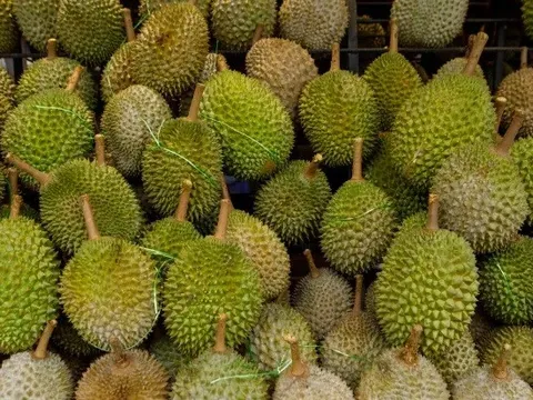 'Cơn sốt' sầu riêng tại Trung Quốc thúc đẩy nhu cầu thế giới tăng 400%