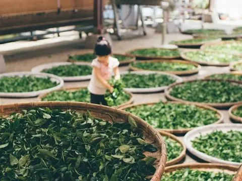Mặt hàng Việt Nam nắm giữ trữ lượng lớn thứ 5 trên thế giới đang được quốc gia châu Âu này vô cùng ưa chuộng, xuất khẩu hơn 1.000% trong 8 tháng đầu năm