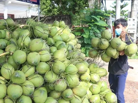 Thời cơ cho xuất khẩu trái dừa
