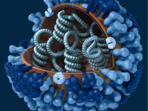 WHO: Chủng cúm biến thể nguy hiểm lây từ heo sang người ở Hà Lan