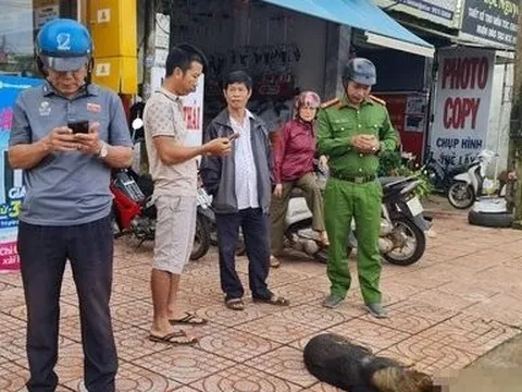 Vụ chó lạ tấn công học sinh: Khó xác định chủ nhân