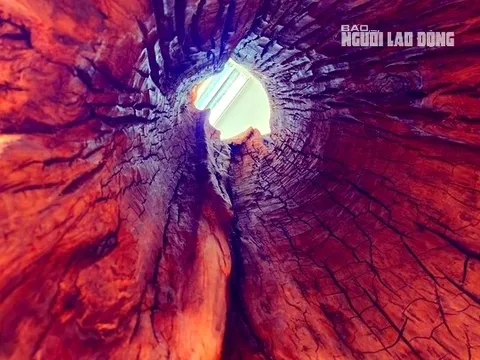 Gốc sưa "khủng" từng có giá hàng chục tỉ đồng ở Quảng Bình giờ ra sao?