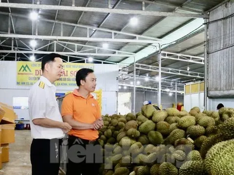 Đắk Lắk: Doanh nghiệp, cơ sở thu mua sầu riêng 'mọc' như nấm