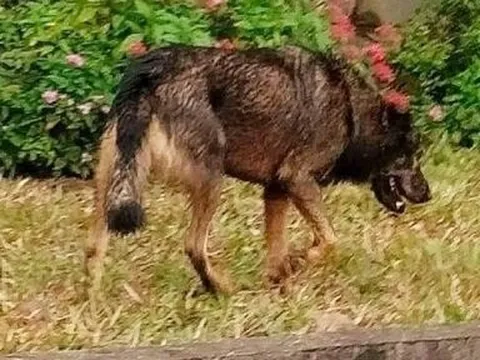 Con chó tấn công hai học sinh tiểu học dương tính với vi rút dại