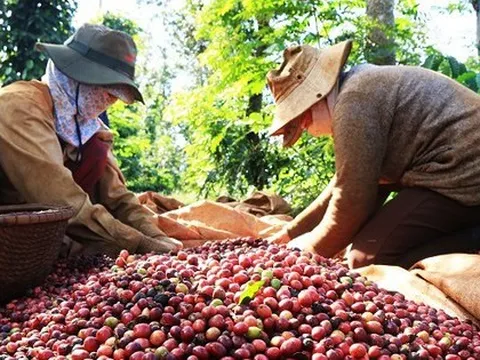 Giá cà phê Việt Nam tăng cao nhất trong 30 năm qua