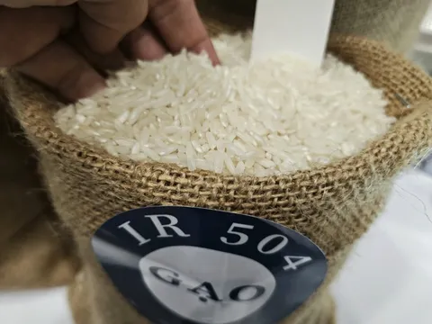 Lý do giá gạo xuất khẩu Việt Nam đột ngột rời đỉnh