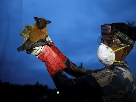 Những điều cần biết về loại virus gây tỷ lệ tử vong 70% tại Ấn Độ