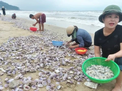 Hàng tấn sò tím dạt vào bờ biển Hà Tĩnh, người dân đổ xô nhặt "lộc trời"