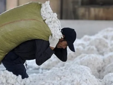 Một loại nông sản từ Úc đang ồ ạt tràn vào Việt Nam với giá rẻ bất ngờ: Chi mạnh tay “gom hàng” trong 8 tháng đầu năm, Việt Nam nhập khẩu đứng thứ 3 thế giới