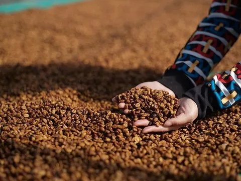 Một loại hạt của Việt Nam đang được Indonesia vô cùng ưa chuộng: nhập khẩu tăng 3 chữ số, Việt Nam xuất khẩu đứng thứ 2 thế giới