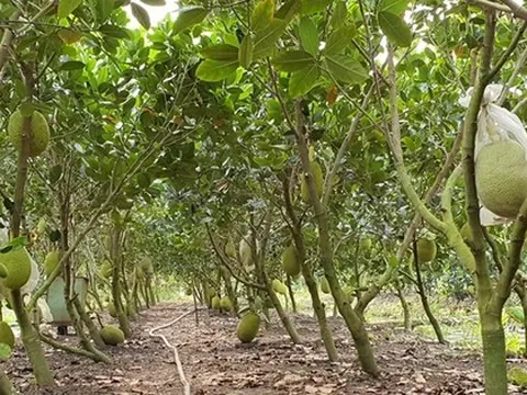 8 tháng 6 lần gửi thông báo vi phạm mã số vùng trồng nông sản