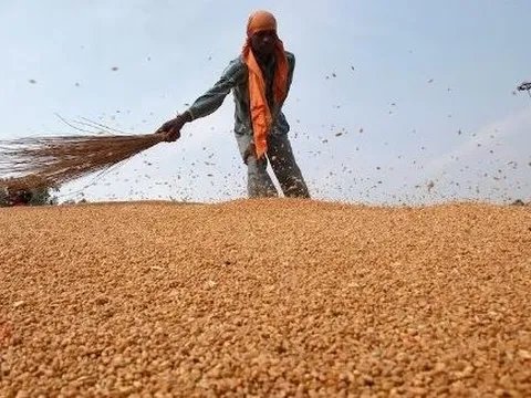 Giá rẻ kỷ lục, một loại nông sản của Mỹ đổ bộ Việt Nam trong tháng 8, nhập khẩu tăng đột biến hơn 13.000% chỉ trong 1 tháng