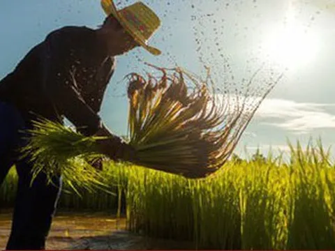 Thái Lan: Giá gạo tăng cao, nông dân đẩy mạnh trồng lúa