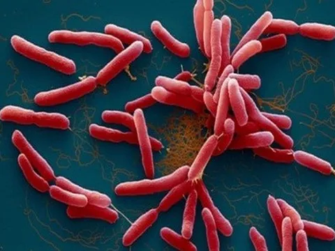 Thanh Hóa: Bệnh nhi mắc bệnh Whitmore tử vong